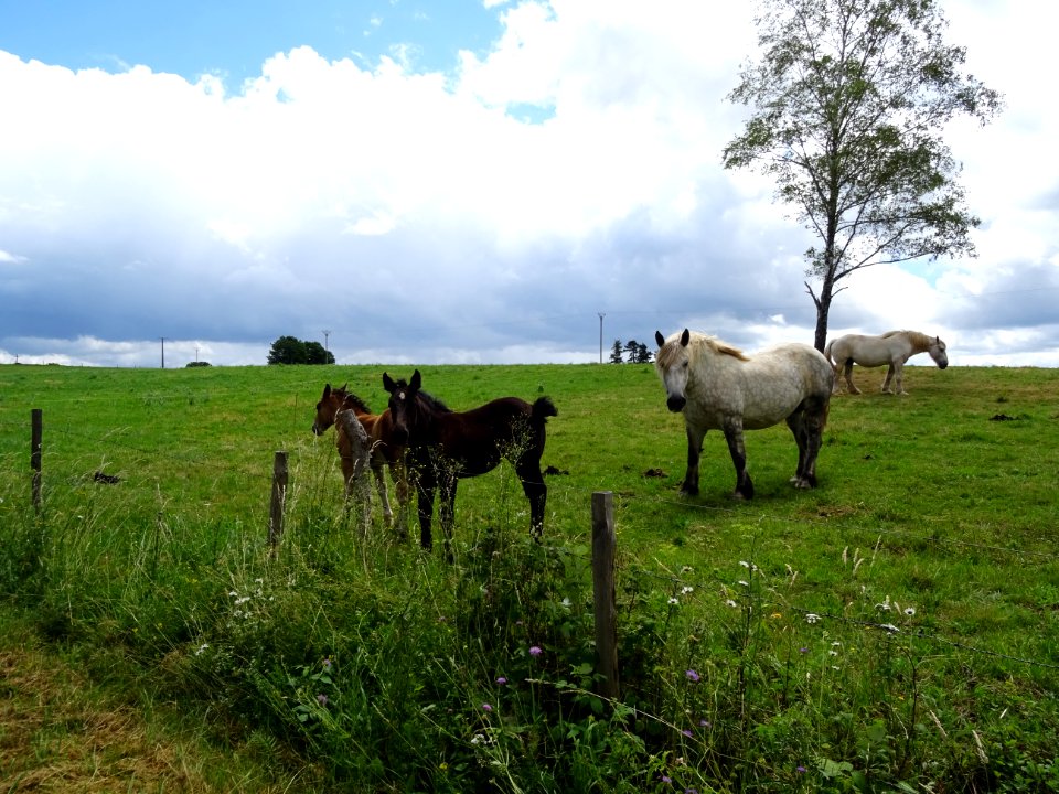 Juments et poulains 