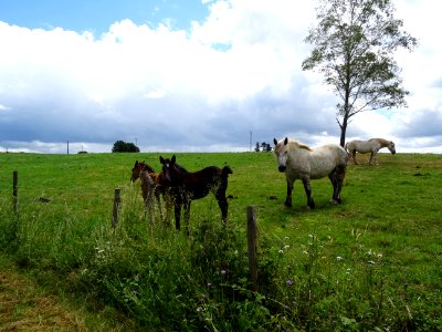 Juments et poulains 