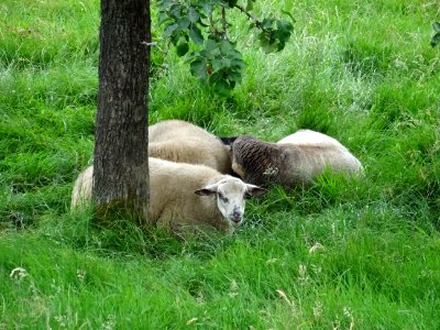 Des moutons couchés dans l'herbe 