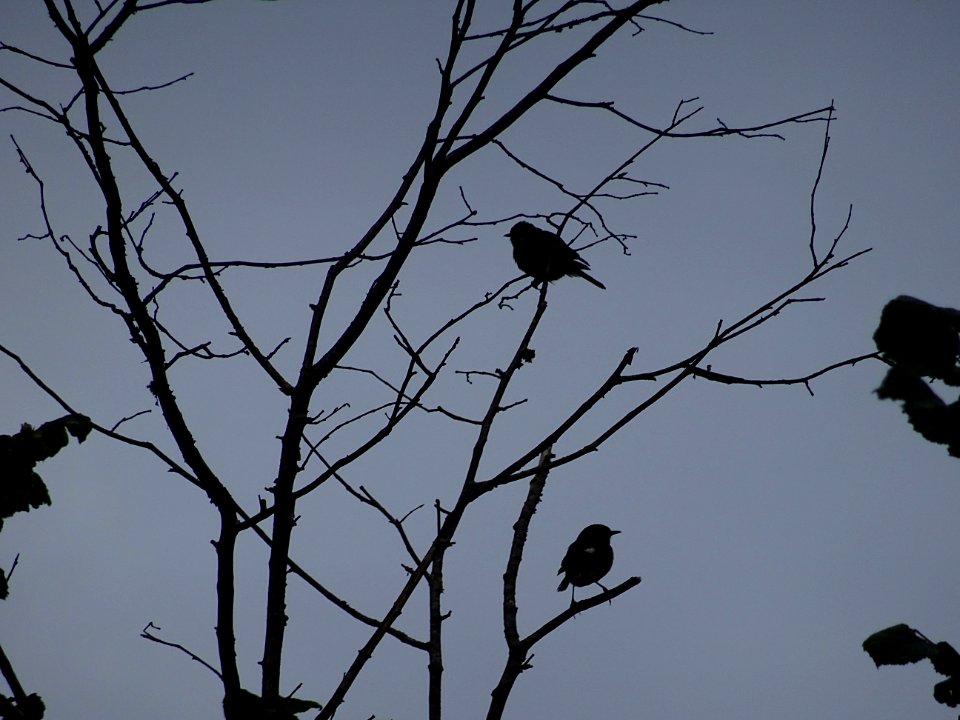 De bon matin, dès 6 heures ... les oiseaux chantent ... 