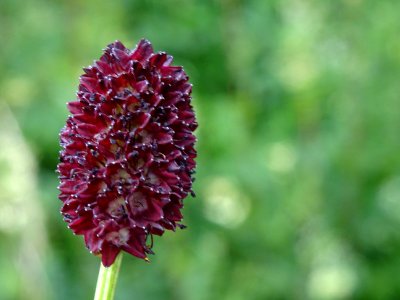Nigritelle noire ou Orchis vanille, Nigritella rhellicani,… 