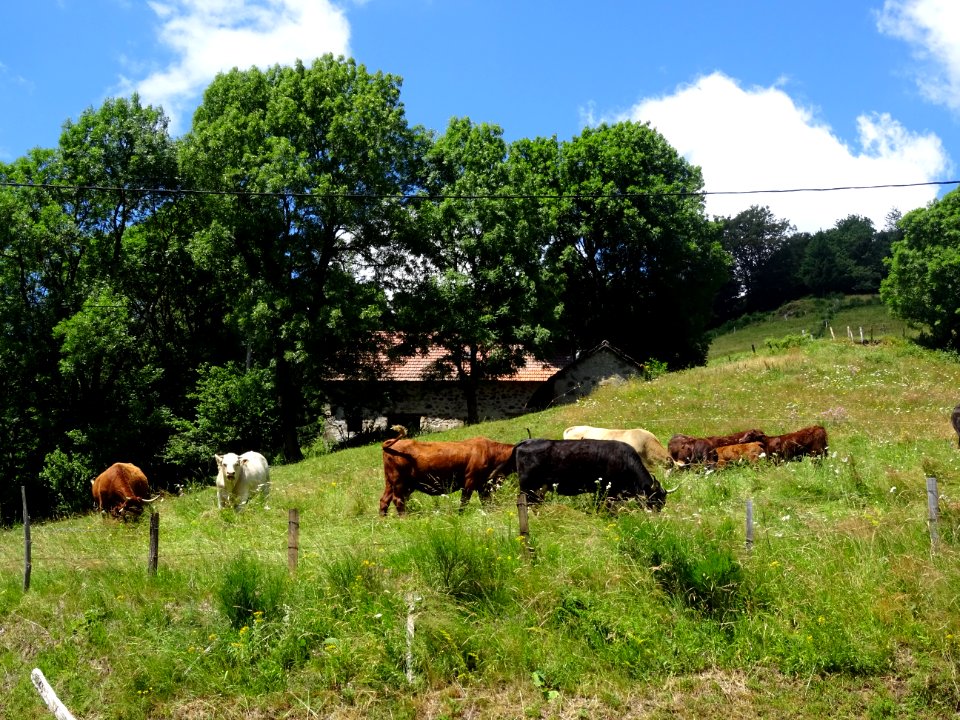 Des vaches de toutes les couleurs ... faites votre choix 