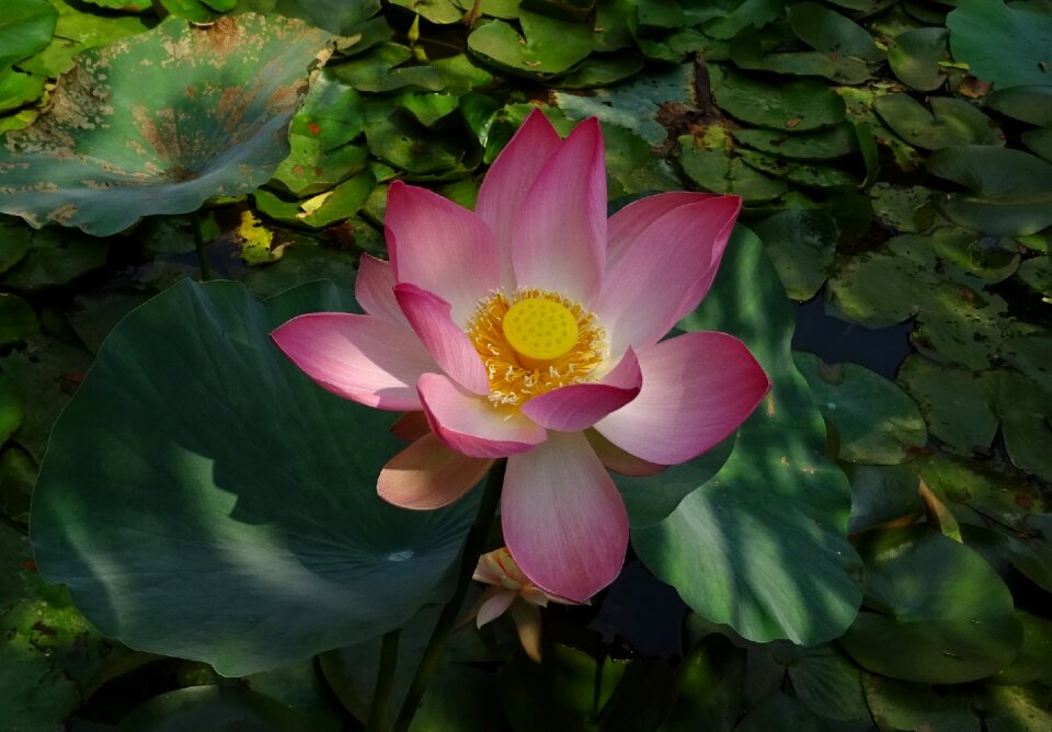 Nelumbo nucifera stamen