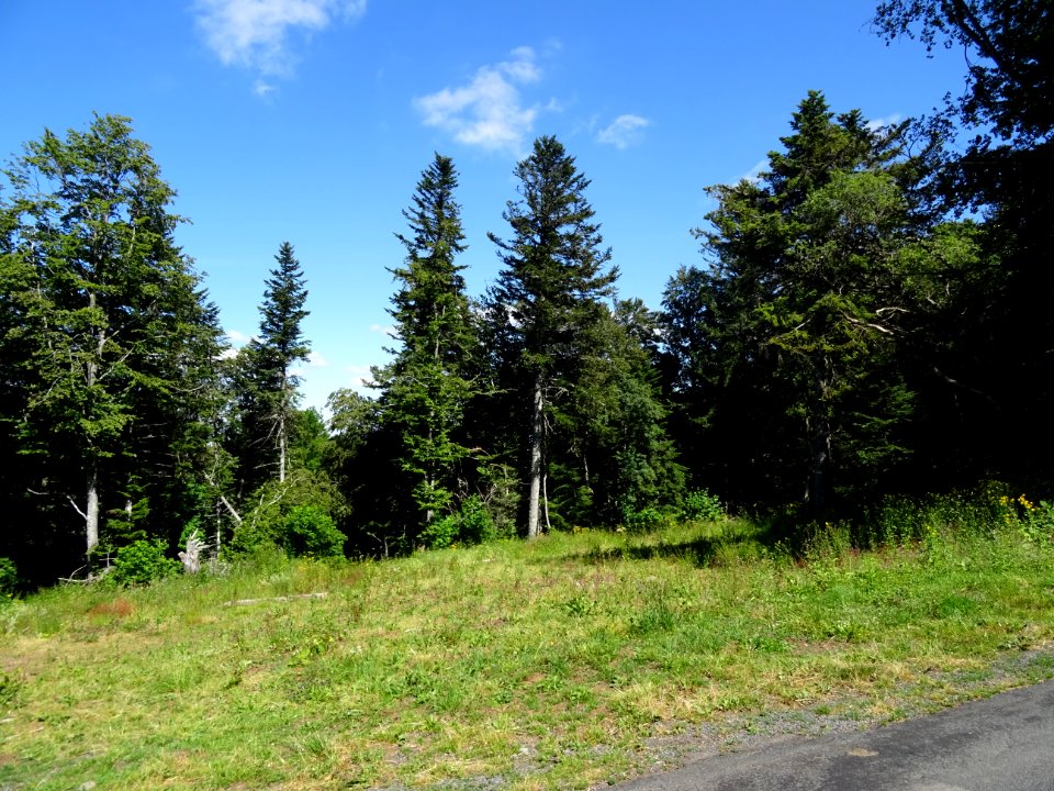Bois de Belinay, Cantal 