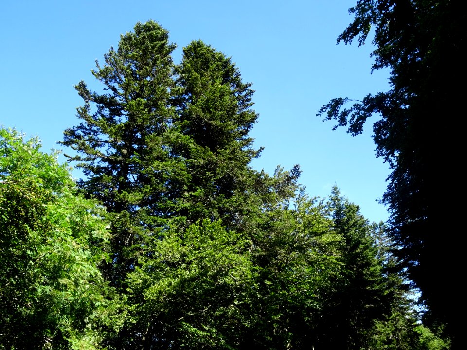 DSC00850 