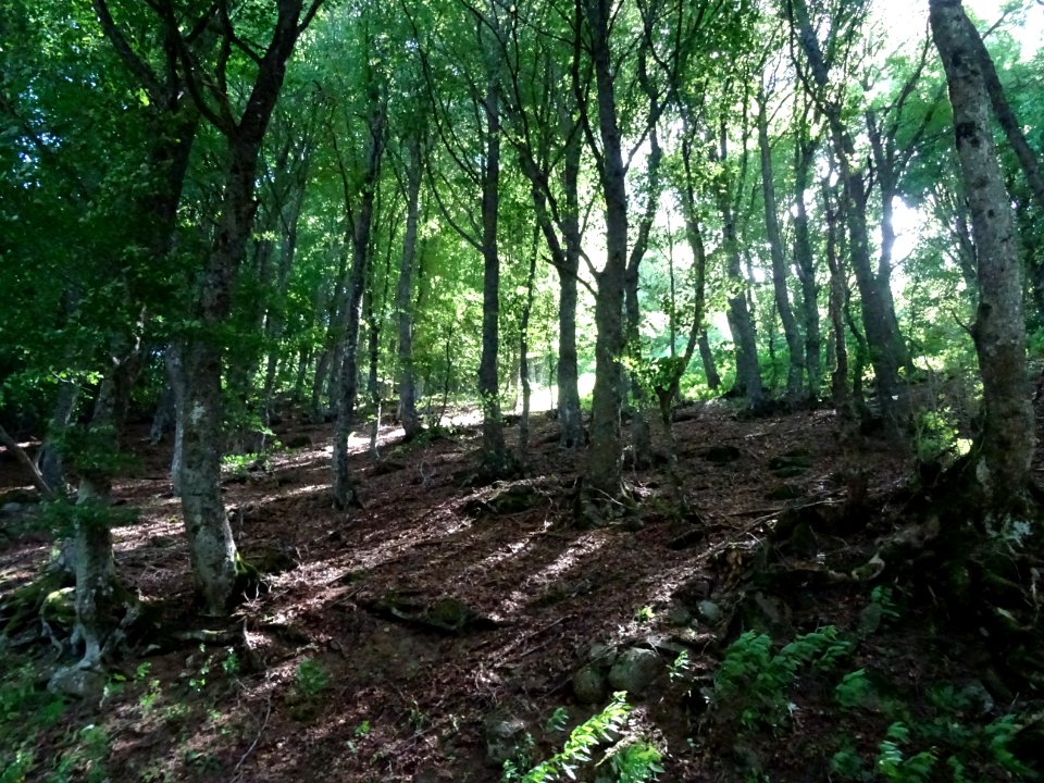 Montée dans une hêtraie par la D39, Bos del Blat, Cantal 