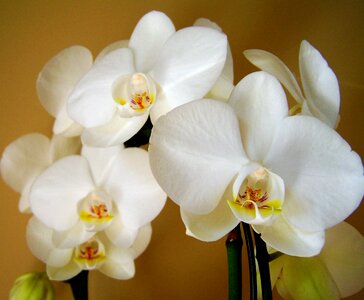 Orchid white flower room plant