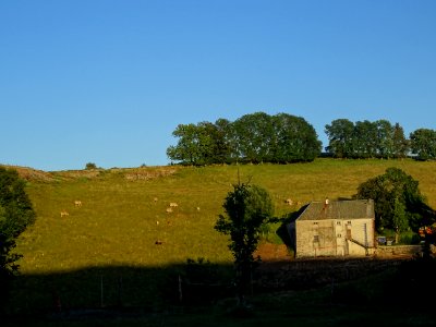 Une bâtisse et des vaches au pré dans la lumière du soir, … 