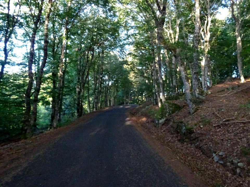 Traversée d'une hêtraie 