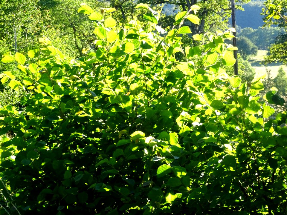 La lumière du soir dans les feuilles de noisetier 
