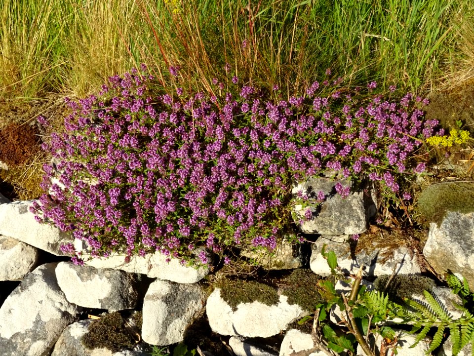 Thym serpolet ou Serpolet, Thymus serpyllum, Lamiacées. Su… 
