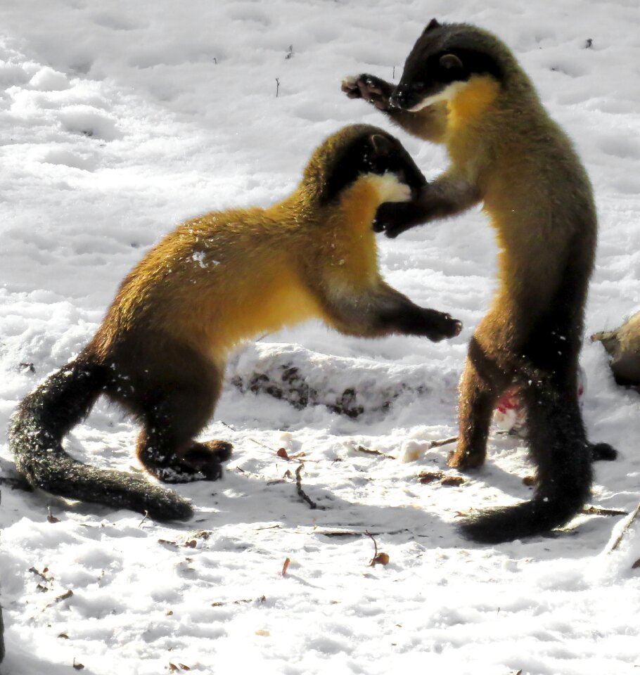Carnivores cute fast blow