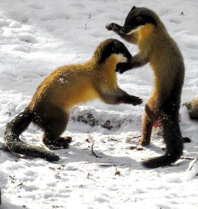 Carnivores cute fast blow