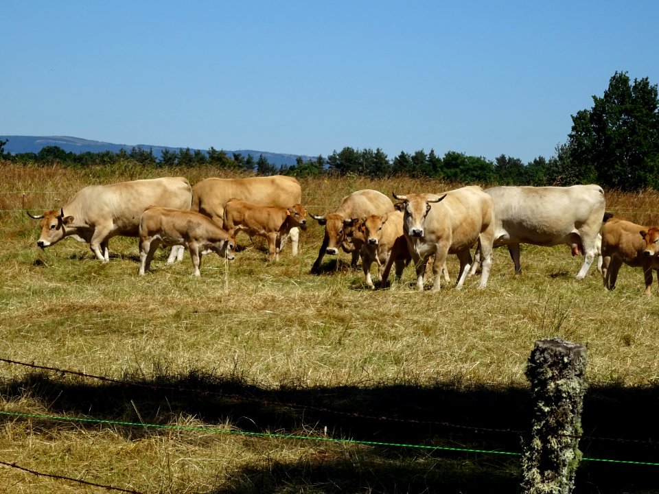 Des vaches et veaux de la race Aubrac 