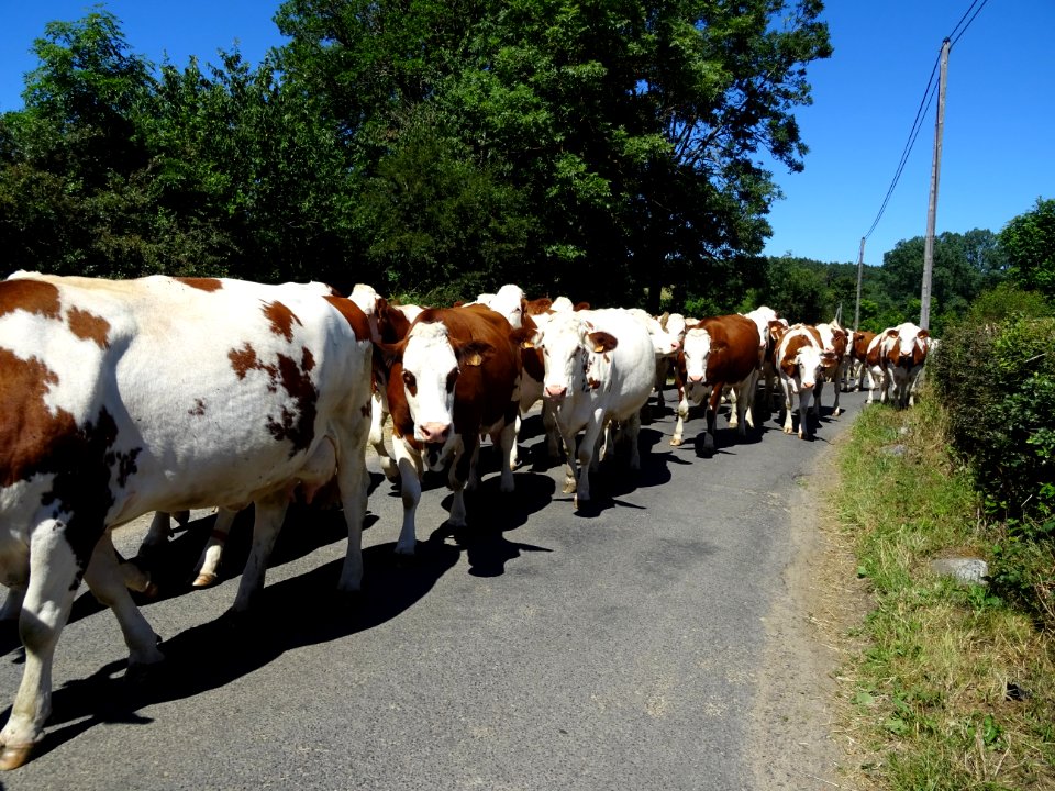Troupeau de vaches, au niveau du hameau du Fayet, près de … 