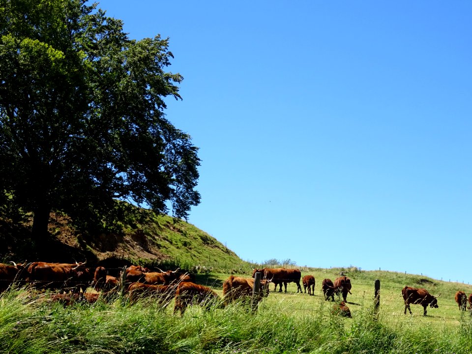 Des vaches de la race Salers 