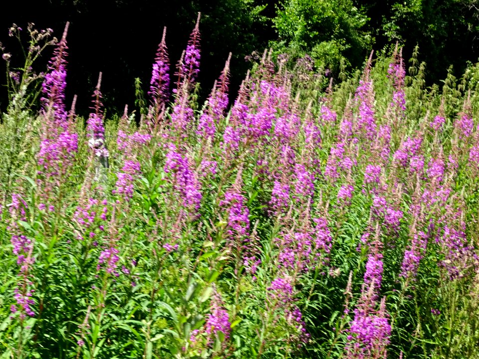 Epilobes floues sur le bord de la route entre Saint Hippol… 