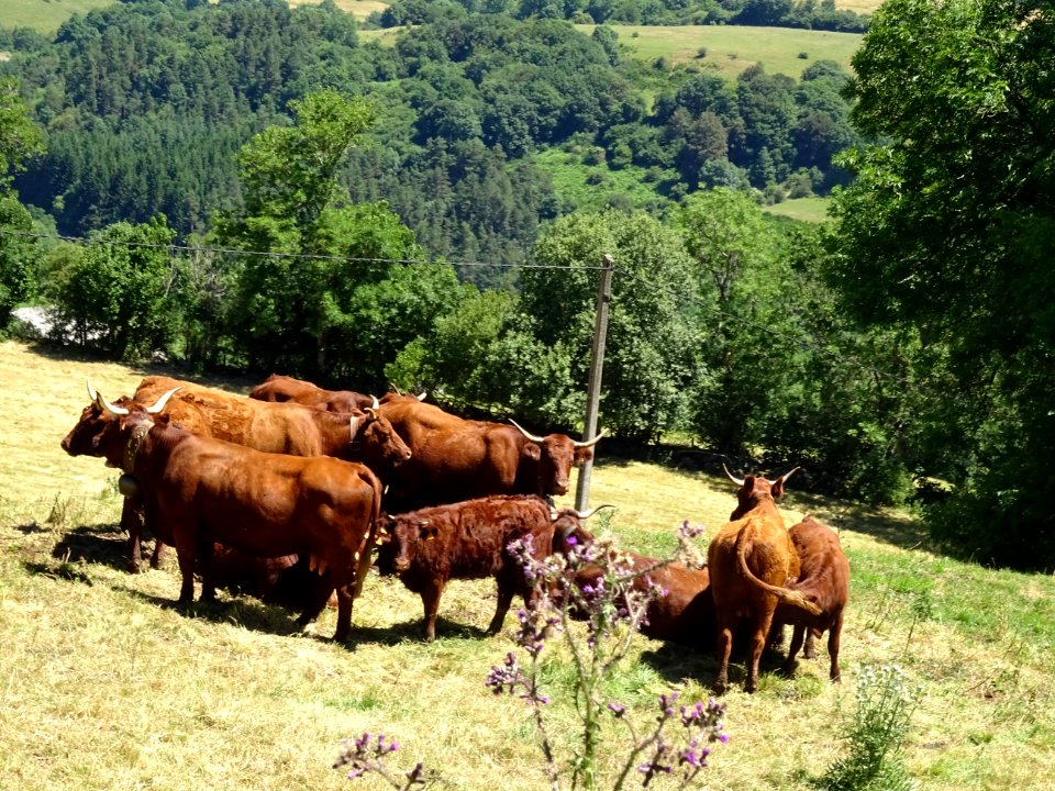 Des vaches de la race Salers 