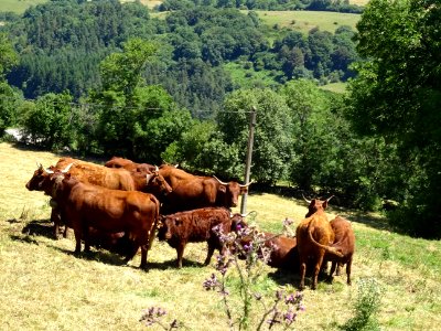 Des vaches de la race Salers 