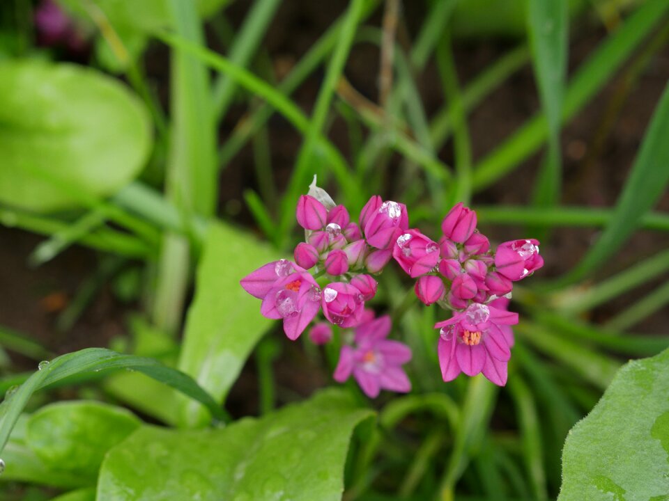 Macro purple flowers closeup