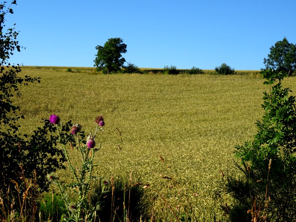 Champ de céréale et chardons penchés 