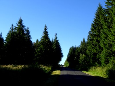 Sapins dans la forêt de la Margeride, Cantal 