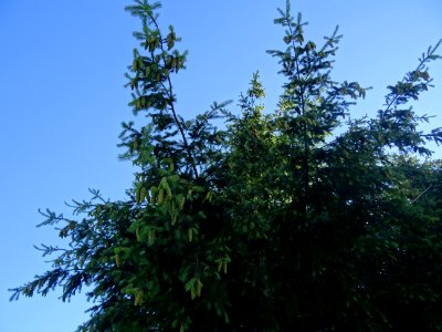 Sapin de Douglas, Pseudotsuga menziesii, Pinacées, près de… 