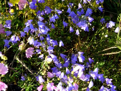 Campanules violettes et Mauve musquée, Malva moschata, Mal… 