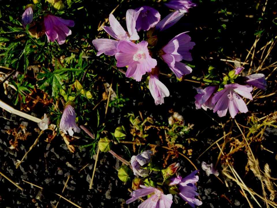 Mauve musquée, Malva moschata, Malvacées 