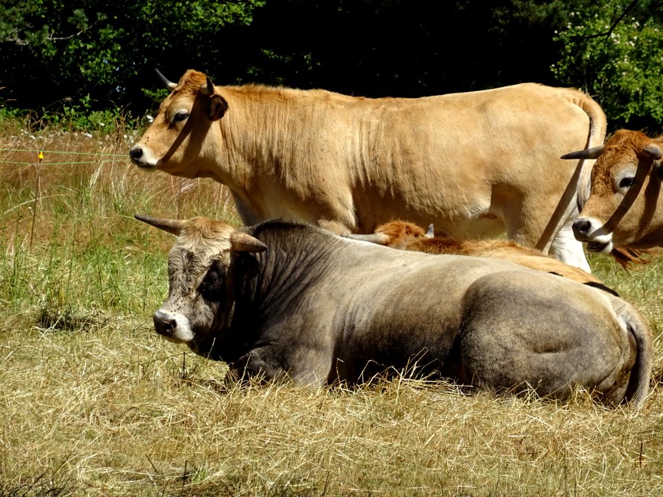 Vaches et taureau, de race Aubrac, au sud de Saint-Flour, … 