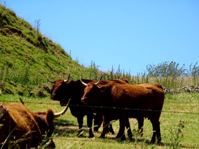 Des vaches de la race Salers 