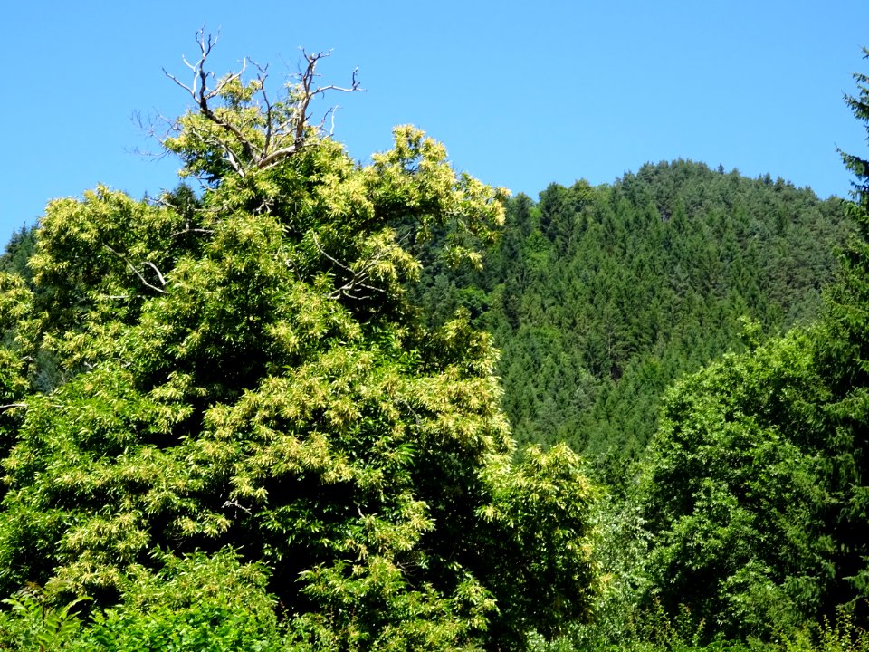 Un châtaignier en pleine floraison, près de Sarran, Cantal… 