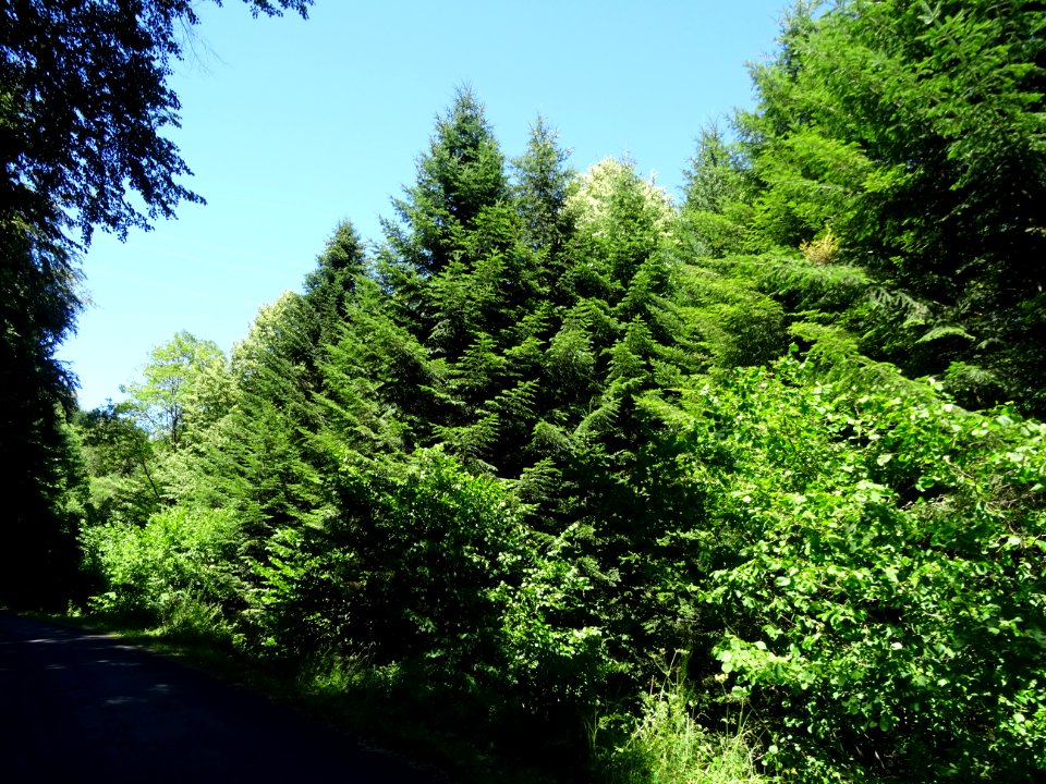 Des sapins au bord de la route, près de Coindre, Cantal 