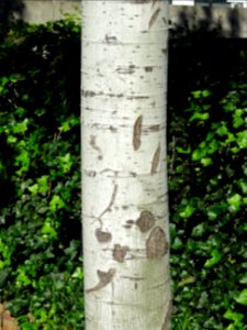 Tronc du Peuplier grisard, Populus canescens, Salicacées 
