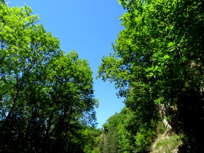 La lumière du soleil dans les arbres dans les gorges de la… 