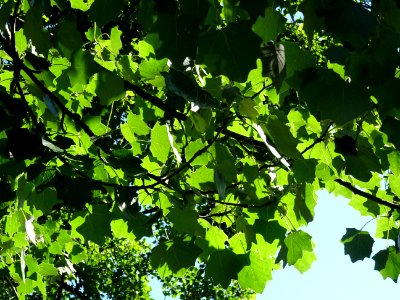 Feuilles du Peuplier grisard, Populus canescens, Salicacée… 