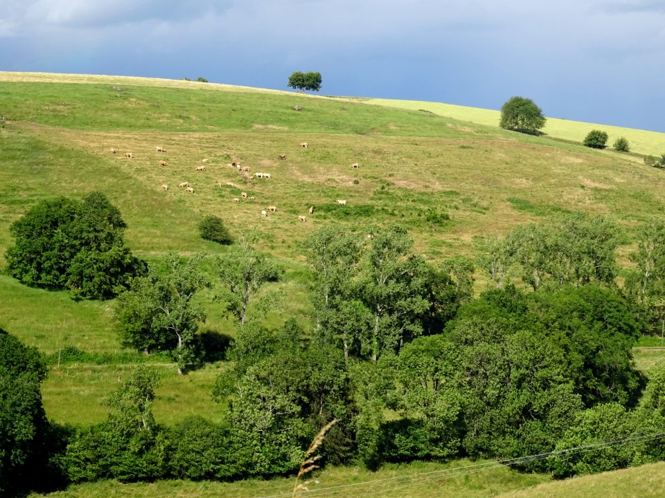 La colline aux vaches, entre Favard et Freix-Anglards, Can… 