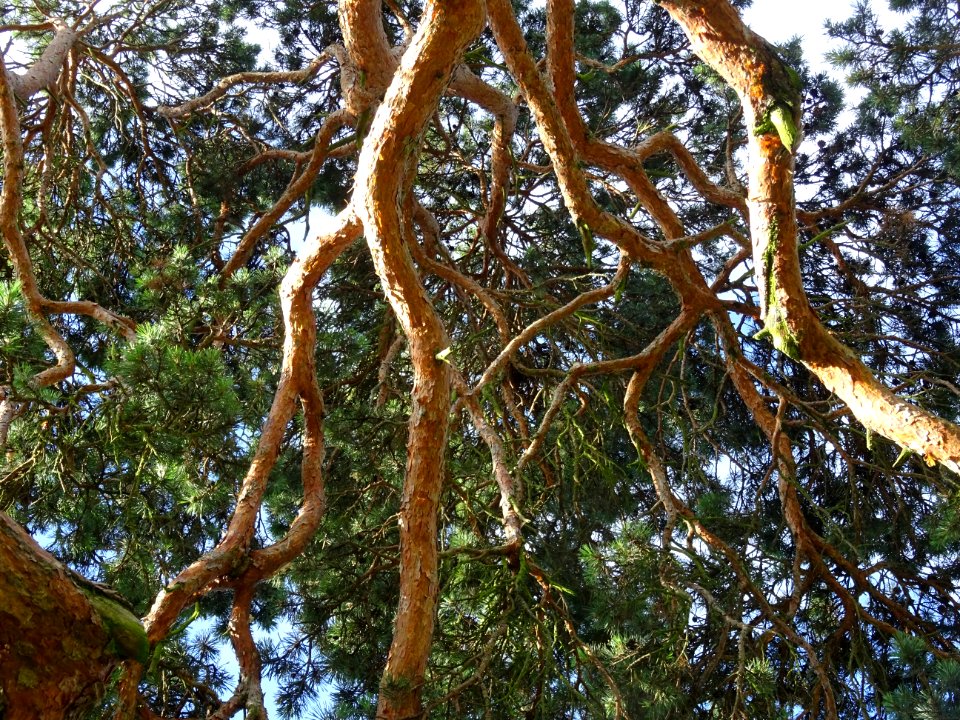 Branches du Pin parasol ou Pin pignon, Pinus pinea, Pinacé… 