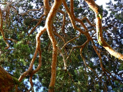 Branches du Pin parasol ou Pin pignon, Pinus pinea, Pinacé… 