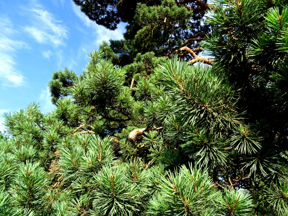 Aiguilles du Pin parasol ou Pin pignon, Pinus pinea, Pinac… 