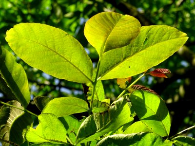 Feuilles du Noyer commun, Juglans regia, Juglandacées 