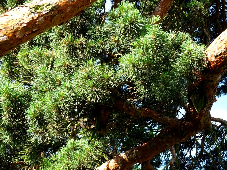 Aiguilles du Pin parasol ou Pin pignon, Pinus pinea, Pinac… 