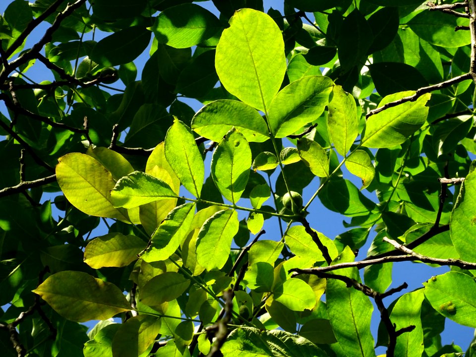 Feuilles et fruits du Noyer commun, Juglans regia, Jugland… 