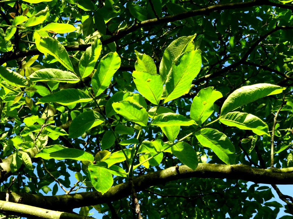 Feuilles du Noyer commun, Juglans regia, Juglandacées 