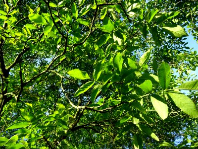 Feuilles du Noyer commun, Juglans regia, Juglandacées 