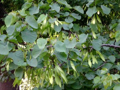 Feuilles et gousses de l' Arbre de Judée, Cercis siliquast… 