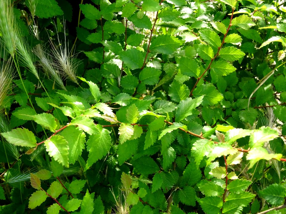 Feuilles du Bouleau nain, Betula nana, Betulacées 