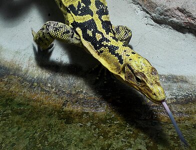 Monitor animal world tongue