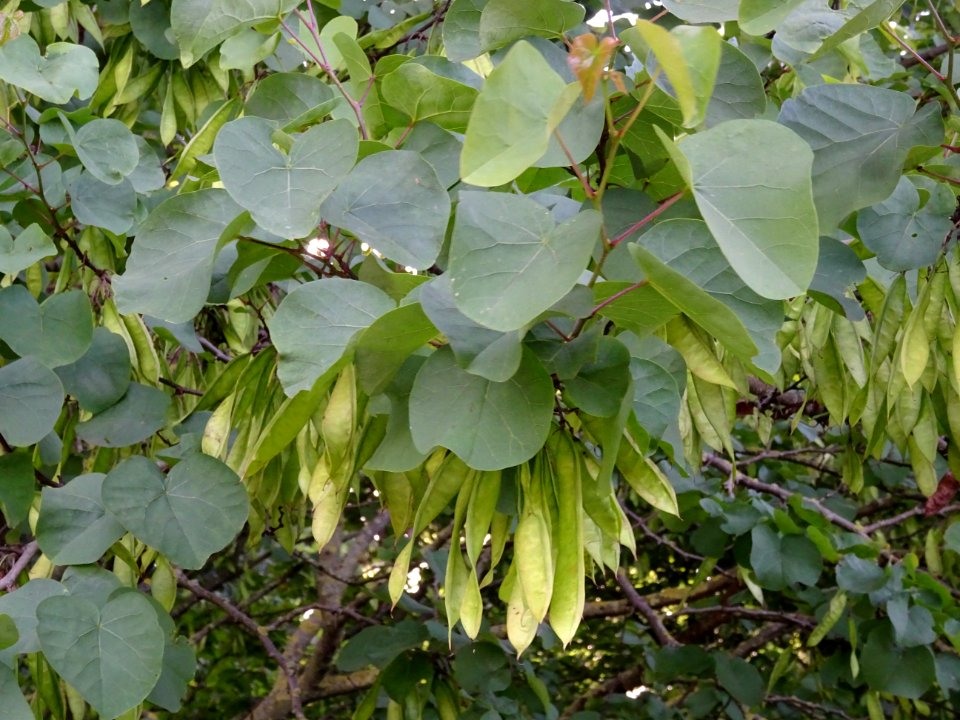 Feuilles et gousses de l' Arbre de Judée, Cercis siliquast… 