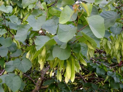 Feuilles et gousses de l' Arbre de Judée, Cercis siliquast… 